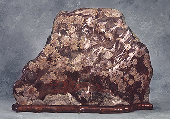 Chrysanthemum Stone